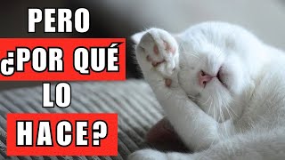 20 comportamientos extraños de los gatos y lo que REALMENTE significan