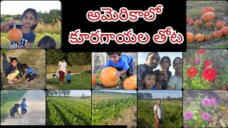 అమెరికాలో కూరగాయల తోట| vegetable picking| గోంగూర కోసం తోటకి వెళ్ళాము|Telugu vlogs in USA