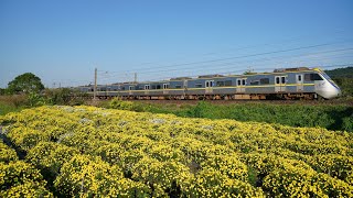 台鐵 2203次 800型區間車 EMU891+EMU892 通過銅鑼杭菊田