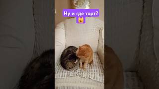 Жалко вам что-ли? #кот #cat #котик #юмор