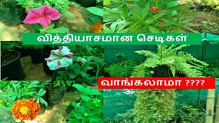 வித்தியாசமான செடிகள் | வாங்க தோட்டம் பார்க்கலாம் | செடிகள் வாங்கலாமா???