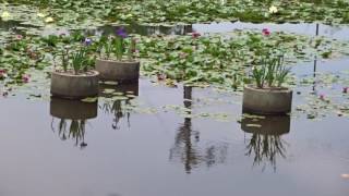 舞鶴公園　福岡城跡　睡蓮と花菖蒲が綺麗な池。２０１６０５２６