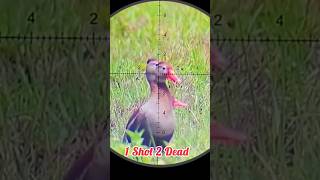 OMG😱 Duck Hunting With PCP Airgun | 1 shot 2 Dead