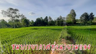 ชมบรรยากาศทุ่งนาตอนเย็น|นุ้ย พาแซ่บ