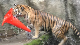 アムールトラ　サーシャちゃん　おもちゃを陸にあげて雄叫びをあげます　【浜松市動物園】Amur tiger Sasha-chan Hamamatsu Zoo