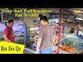 Full Ikan Galak! Review Ikan Pak Tri Banyak Moster Predator..... Toko Ikan APY Jogja