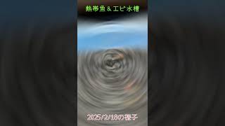 【アクアリウム水景】2025/2/18の熱帯魚＆エビ水槽【ワダッシュ】