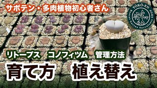 【 多肉植物 】メセン類（リトープス）の管理方法 育て方