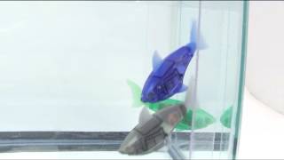 Underwater HEXBUG AquaBot shark toys in action