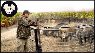 Top 50 - The Tough Fight Of American Master Hunters With Ferocious Wild Boars | Wild Boar Hunting