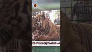 കൂട്ടിലാക്കിയ കടുവയുടെ ദൃശ്യങ്ങൾ |TIGER |WAYANAD |