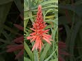 Lidah buaya berbunga (aloe vera flower) #shorts #viral #HijauMudashorts