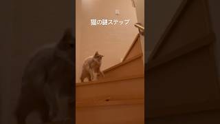 ひとり遊び中の猫の謎ステップ #shorts #ねこ