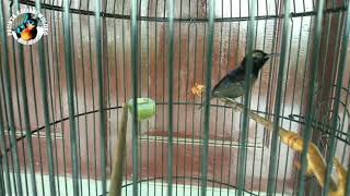 Kolibri Ninja Gacor Ngebren isian Ciblek
