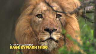 Άγρια Νότια Αφρική, στο  Nat Geo Wild!