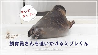 【まるすぎるアザラシ】 飼育員さんを追いかけるミゾレくん （Ringed seal / Mizore）