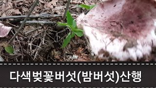 다색벚꽃버섯(밤버섯)산행