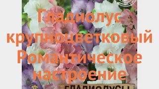 Гладиолус крупноцветковый Романтическое настроение 🌿 обзор: как сажать, луковицы гладиолуса