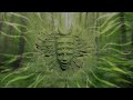 shpongle i am you hd