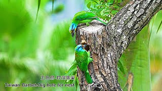 五色鳥-挖洞築巢/Taiwan Barbet-Dig hole for nest