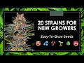 The 20 Best Strains for Beginner Growers: Easy-to-Grow Seeds