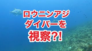 ロウニンアジダイバーの周りを回る！ハナダイの数万の群れ！スキューバダイビング・ディーズパルス沖縄