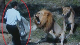 10 LION ATTACK TO HUMANS هجوم الاسد علی الانسان (هێرشی شێرەکان بۆ سەر مرۆڤ)