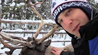 Finnish Lapland Reindeer Safari