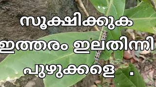 സൂക്ഷിക്കുക  ഇത്തരം  ഇലതിന്നി പുഴുക്കളെ   .