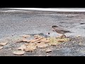 Brahminy Myna (Brahminy Starling) Spotted on Rooftop