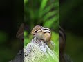 singing chipmunk 😂 chipmunk song chipmunk cute kawaii animals