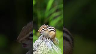 Singing chipmunk!?😂 #chipmunk #song #chipmunk #cute #kawaii #animals