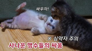 사나운 맹수들의 격렬한 싸움(*역대급 귀여움 주의)