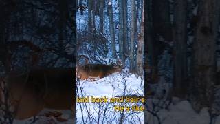 Grace of the Forest: A Majestic Deer in Its Element#wildlife #whitetaildeer #cuteanimals#shorts