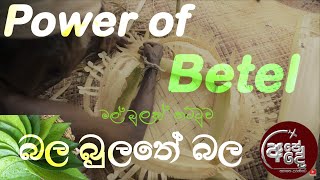 Power of betel | මල් බුලත් තට්ටුව | බල බුලතේ බල | Heritage Lanka