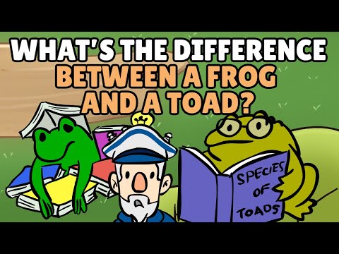 Why toad is called Poikilothermic?