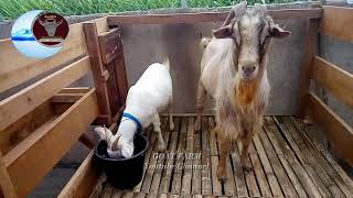 Best saanen Male old goat quality,]inspiration for male goat for new breed