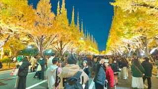 東京「神宮外苑イチョウ並木のライトアップ」散歩🚶　Japan Walk 4K HDR 2024.11