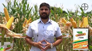 Dekalb 9208 - Information On the New Maize Seed: Maize Seeds (Hindi) | Bayer Crop Science India