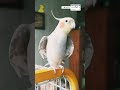 ✅️CALOPSITA CANTANDO #shorts #calopsita #parrot #bird #pet #pets #cockatiel