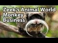 Monkey Business: Chimpanzees, Orangutans, Lemurs & More! - Zeek's Animal World