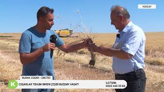 COŞARLAR TOHUM İMREN ÇEŞİDİ BUĞDAY HASADI | TARIM ANALİZ