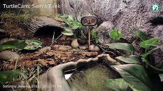 230603 - TurtleCam: Sam's Tank