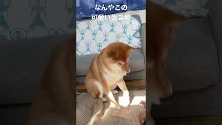 ご飯貰う時に尻尾振るの可愛すぎんか？　#家族 #愛犬 #いぬのいる暮らし #柴犬 #ペット #ペット #もふもふ #相棒 #かわいい