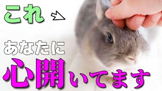 うさぎが人間に心を開いている時に見せる行動