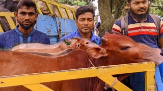 কেমন দামে ১১ টি ষাঁড় গরু নিলেন সাতক্ষীরার খামারী||ক্রেতার পছন্দ কিনা || কৃষি বাজার|| রফিকুল ইসলাম