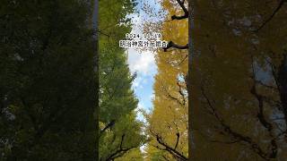 明治神宮外苑銀杏。2024/11/18拍攝🎬 #明治神宮外苑 #明治神宮外苑銀杏 #銀杏 #銀杏並木 #東京銀杏 #東京自由行 #東京銀杏2024