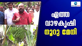 Banana farming |  എറണാകുളം കോതമംഗലത്ത് കിസാന്‍ സഭ പോത്താനിക്കാടിന്റെ ഏത്ത വാഴകൃഷി നൂറു മേനി വിളഞ്ഞു