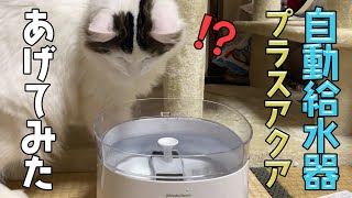 ノルウェー猫にプラスアクア自動給水器をあげてみました！！超静音！