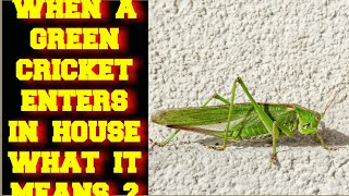 WHEN A GREEN CRICKET ENTERS IN YOUR HOUSE WHAT DOES IT MEAN ?